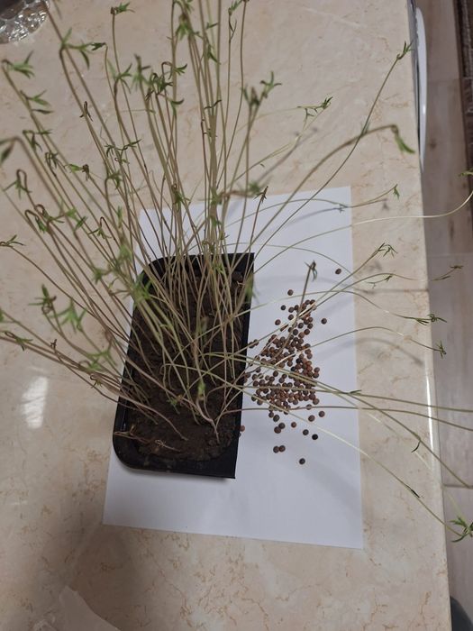 Sămânță Mazariche de primăvară pt Borceag