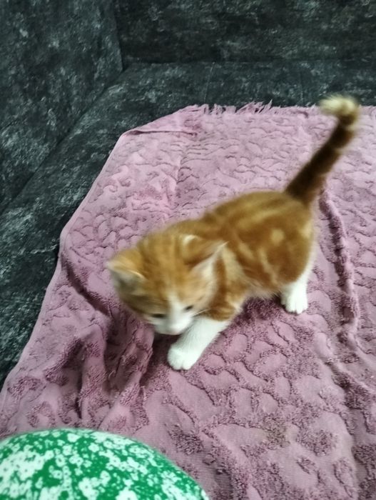 Котята в добрые руки.