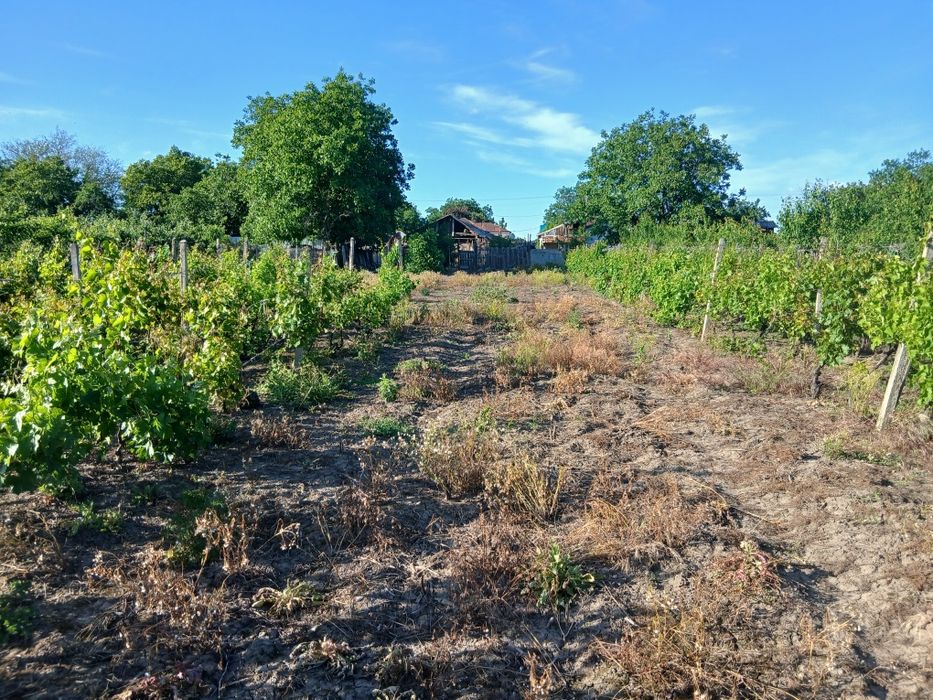 Vănd  teren intravilan +casă bătrânească