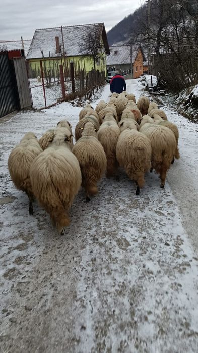 Vând mioare gestante