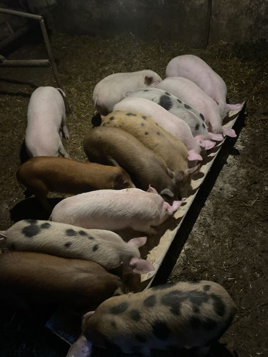 Продават се малки прасенца