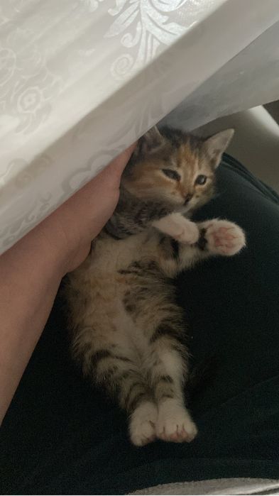 Отдам котенка в добрые руки
