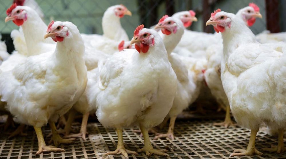 Срочно продаются куры несушки Леггорн (белые)