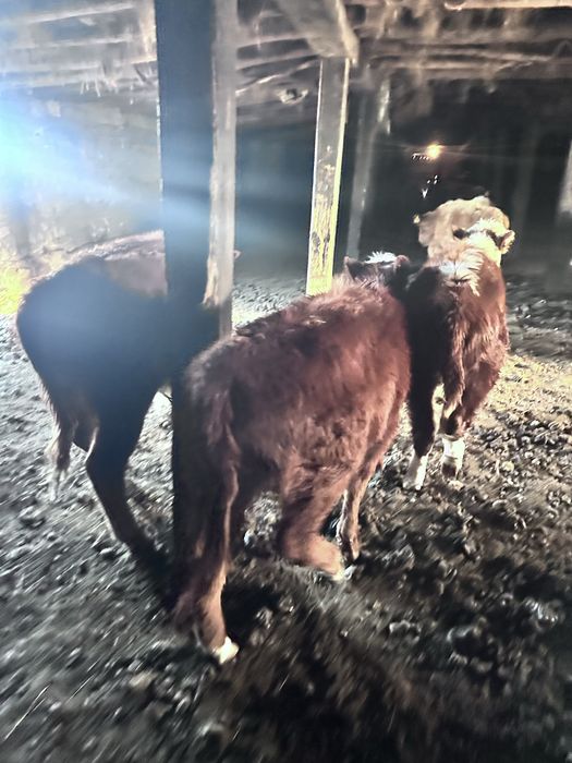 Продам крс ак бас быки тайша лошади