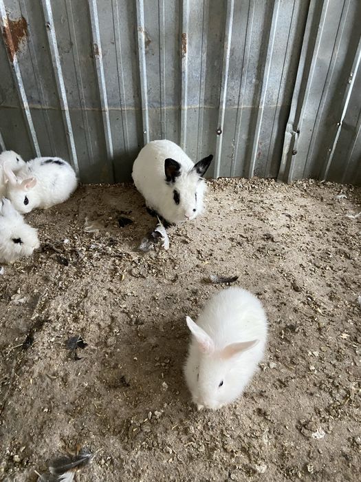 Iepuri pitici albi cu negru pui si maturi