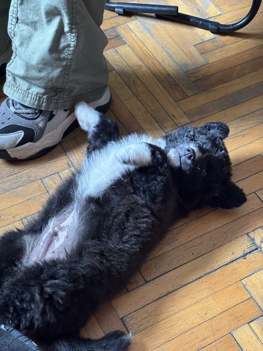 Cazare/ingrijire animale pe timp de zi/noapte