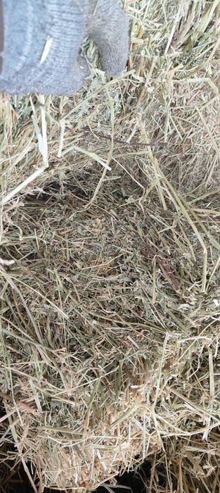 Тюки люцерна первый курс