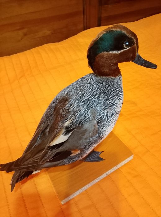 Препарирано Зимно бърне..