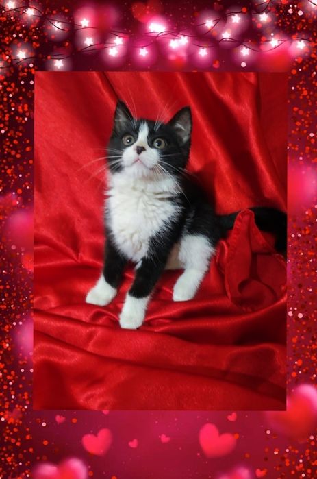 Котёнок 3 месяца , девочка