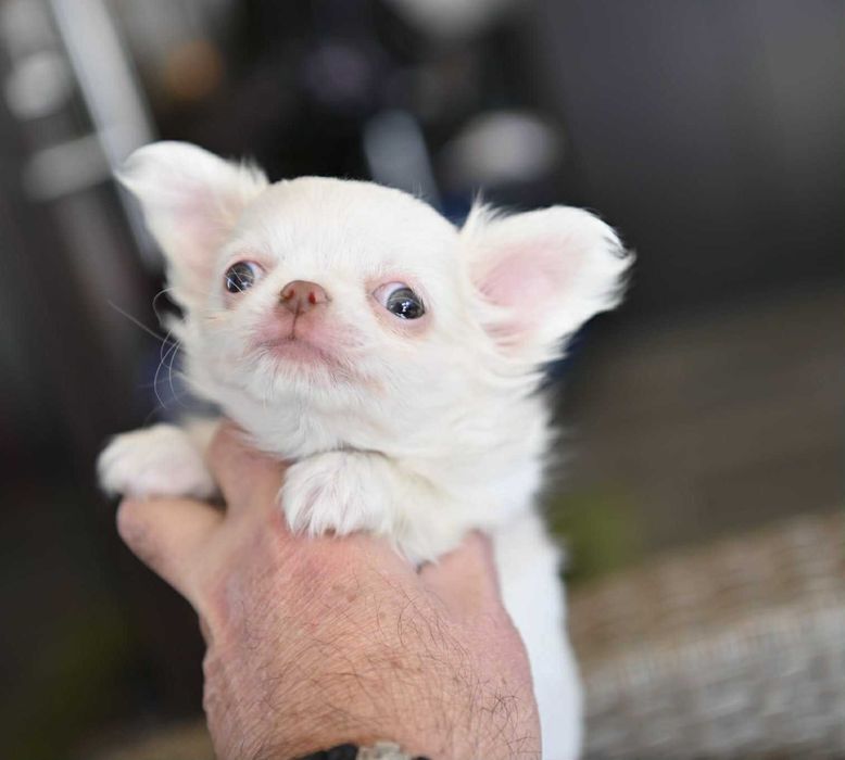 Мъжко дългокосместо мини чихуахуа