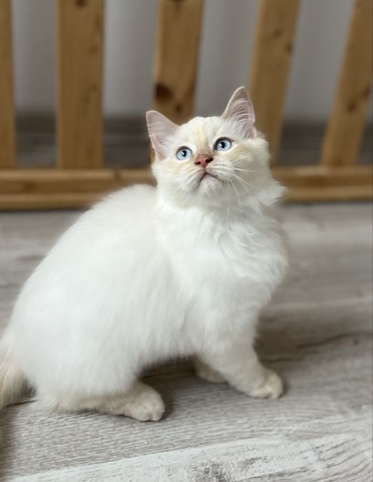 Motănel Ragdoll Flame Point Iasi • OLX.ro