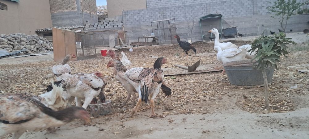 Zotdor dakan tovuq bor