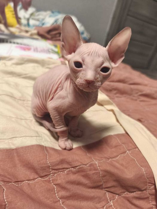 Девочка донского сфинкса