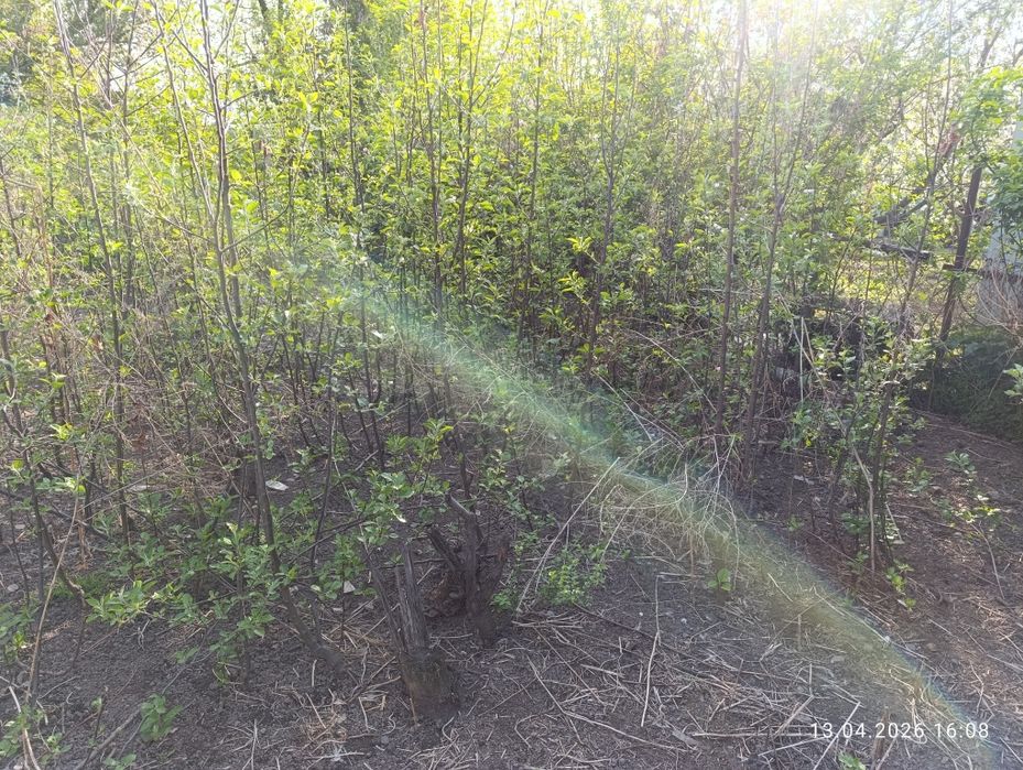 Продам хороший саженцы