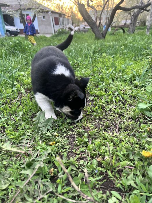 Отдам щенка хаски