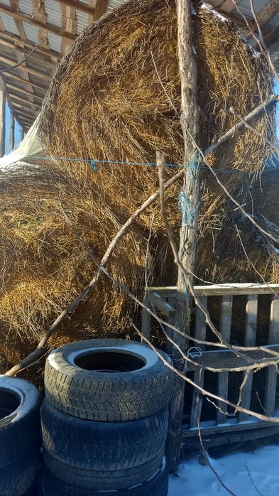 Baloti lucerna a3 coasa