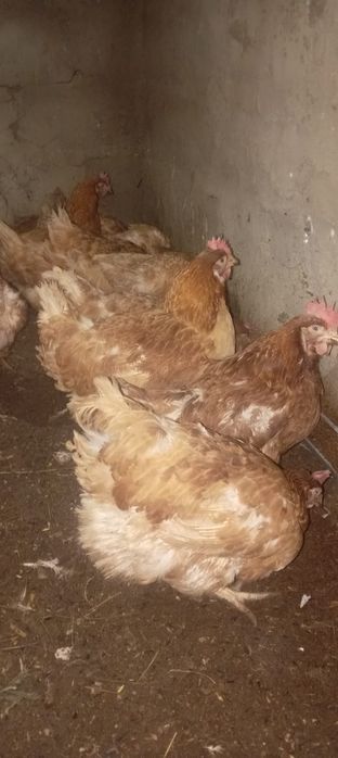 Продам Куры по 2000