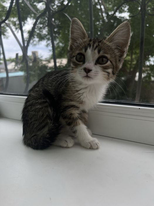 Отдаю котенка девочка