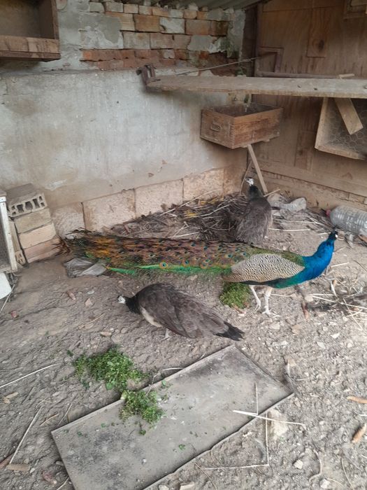 Пауни на пет години