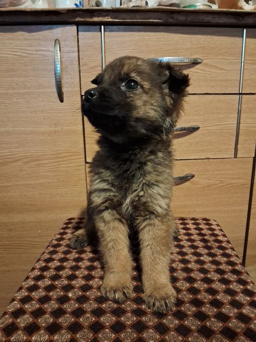 Donez căței talie mică