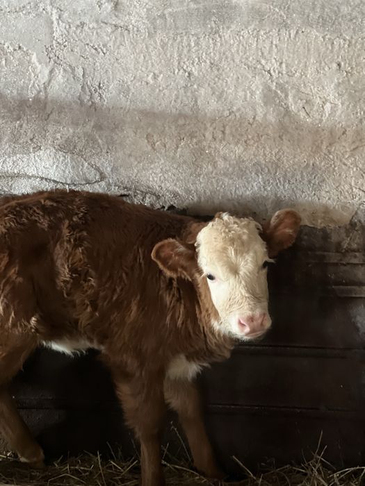 Телочка 2 недели