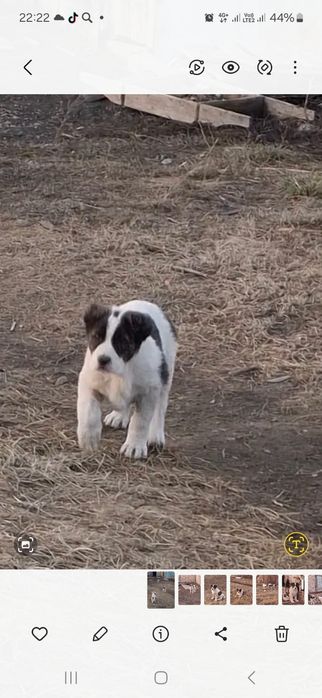 Продам 
Возраст: 2 месяца
Очень крепкие, акт