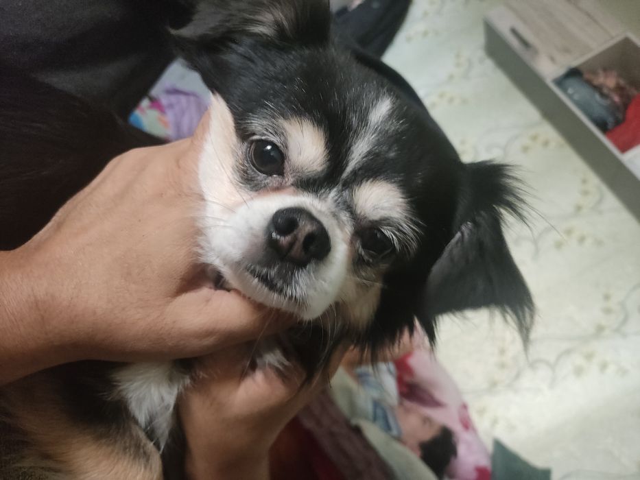 Чихуахуа кобель на вязку