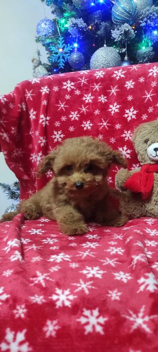 pudel caniche rosu