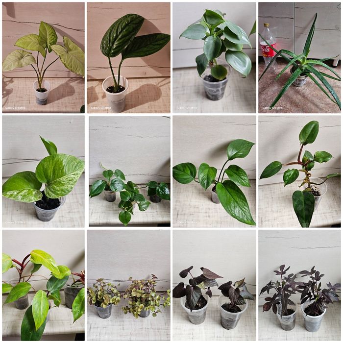 Комнатные цветы, неприхотливые