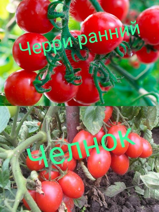 Семена перец острый