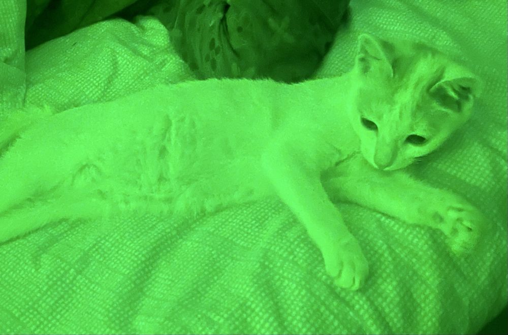 котенок в хорошие руки