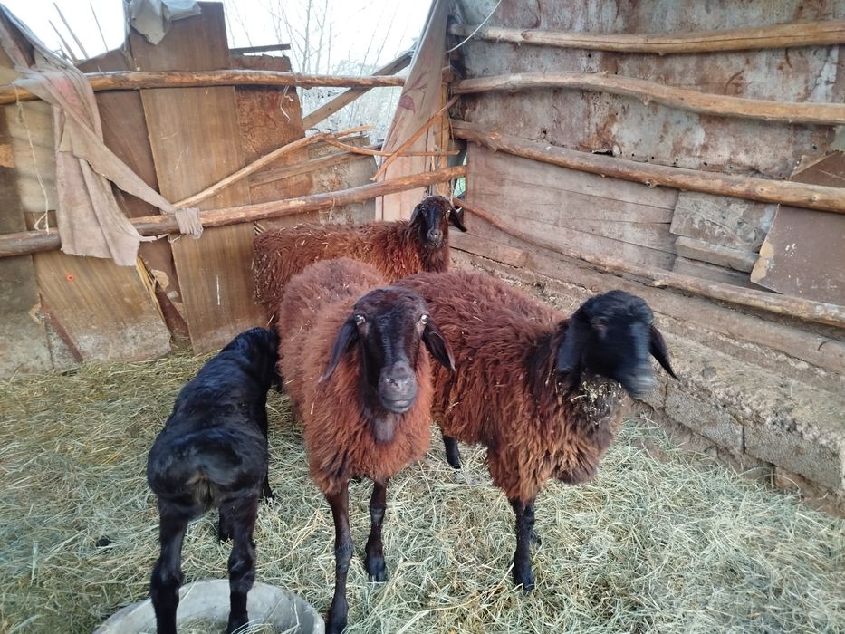 Қозылы қой сатылады