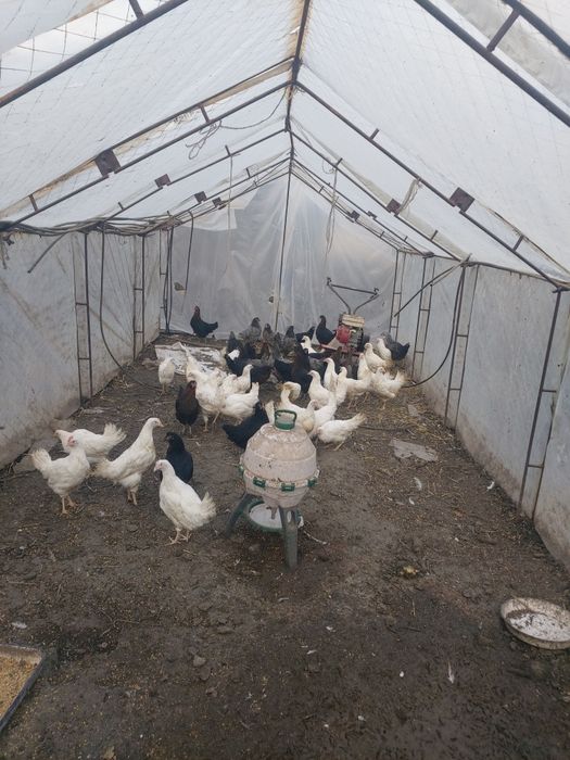 Продавам ярки легхорн и доминант