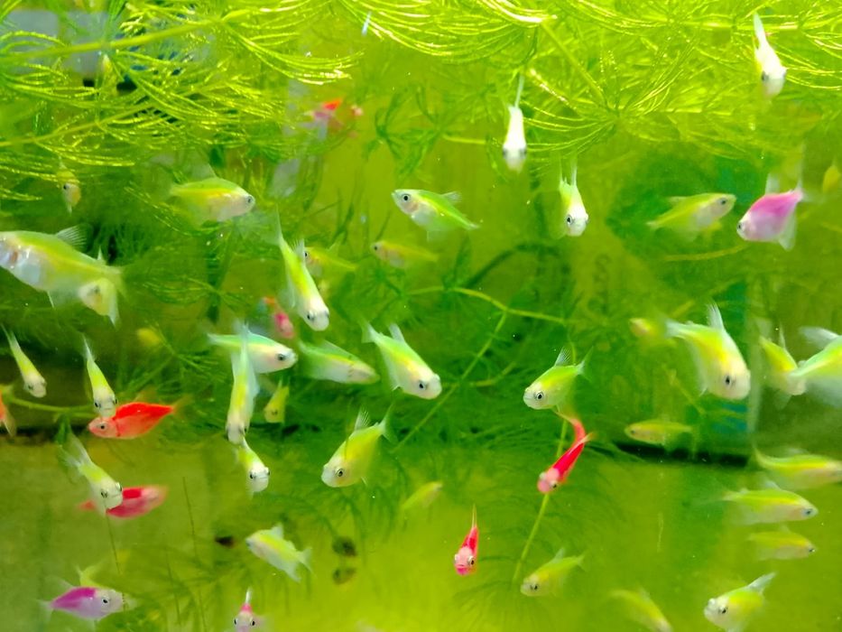 Продам тернеции.