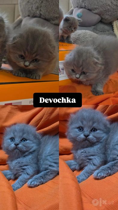 Toozza zotli mushuklar scottish fold stright