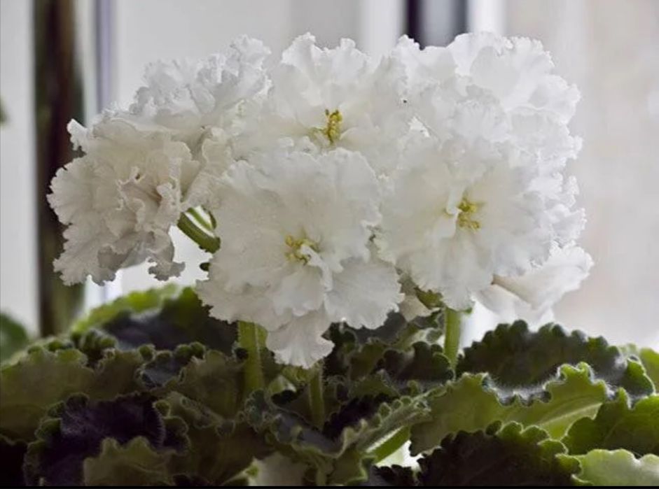 Фиалки  сортовые