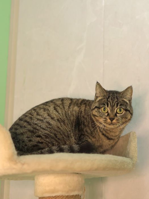 Фортуна 2 годика