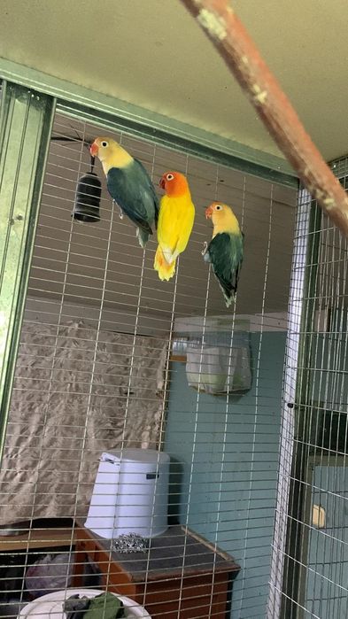 Попугаи разных видов