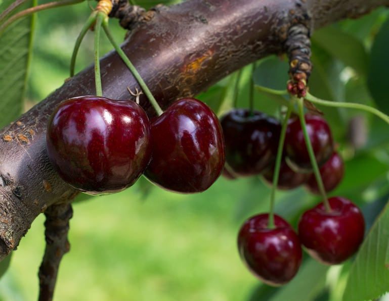 Pomi fructiferi : Cireș staccato soi târziu