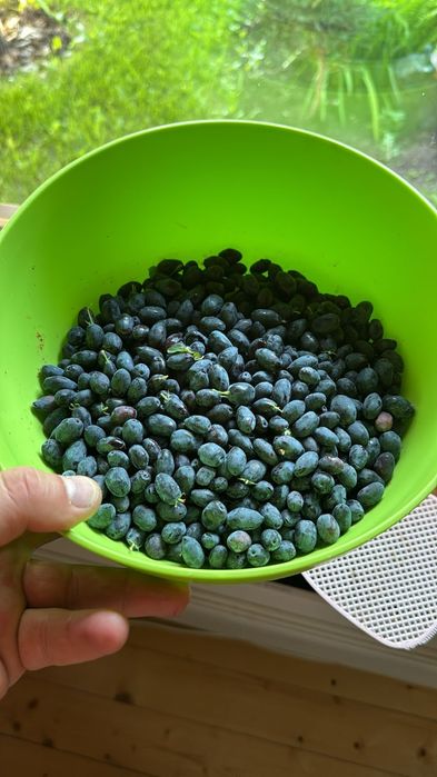 Продам Саженцы Жимолости.