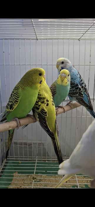 Попугаи волнистые