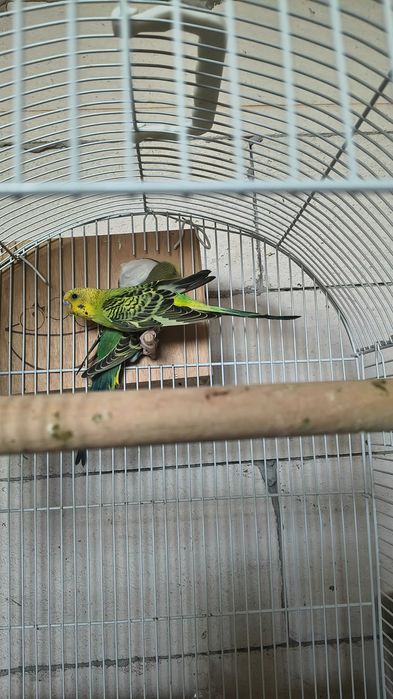Vând peruși 2 băieți