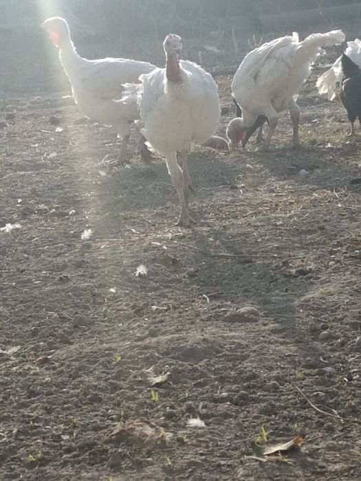 Kurkalar juda toza boqilgan