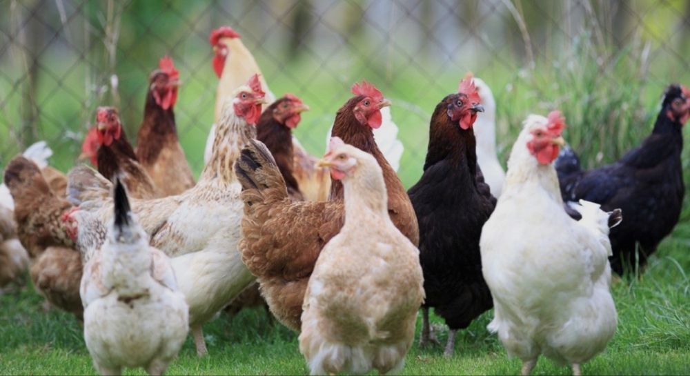 Oq Tovuqlar sotiladi