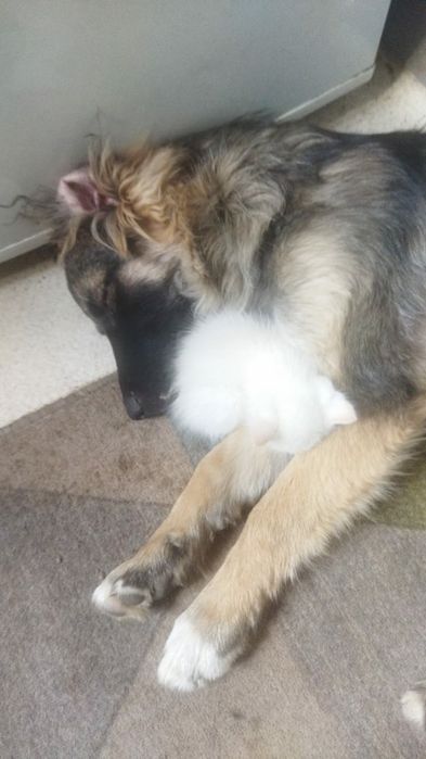 Отдам собачку в хорошие руки