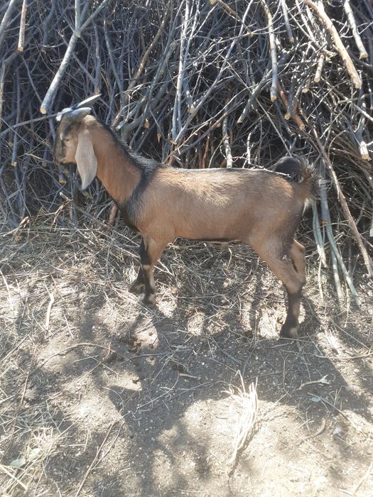 Vand tap,iedut si capra