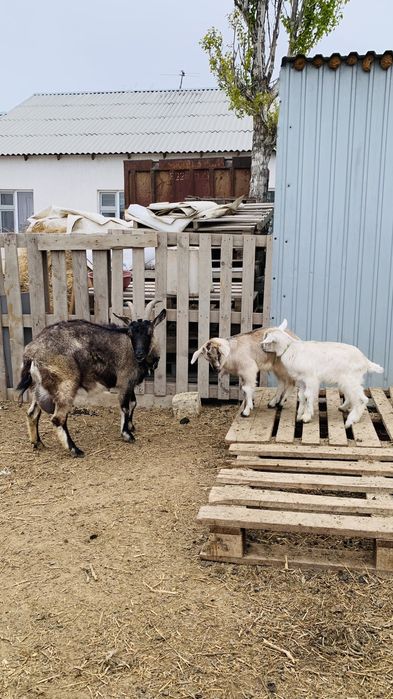 Ешкі альпи занен