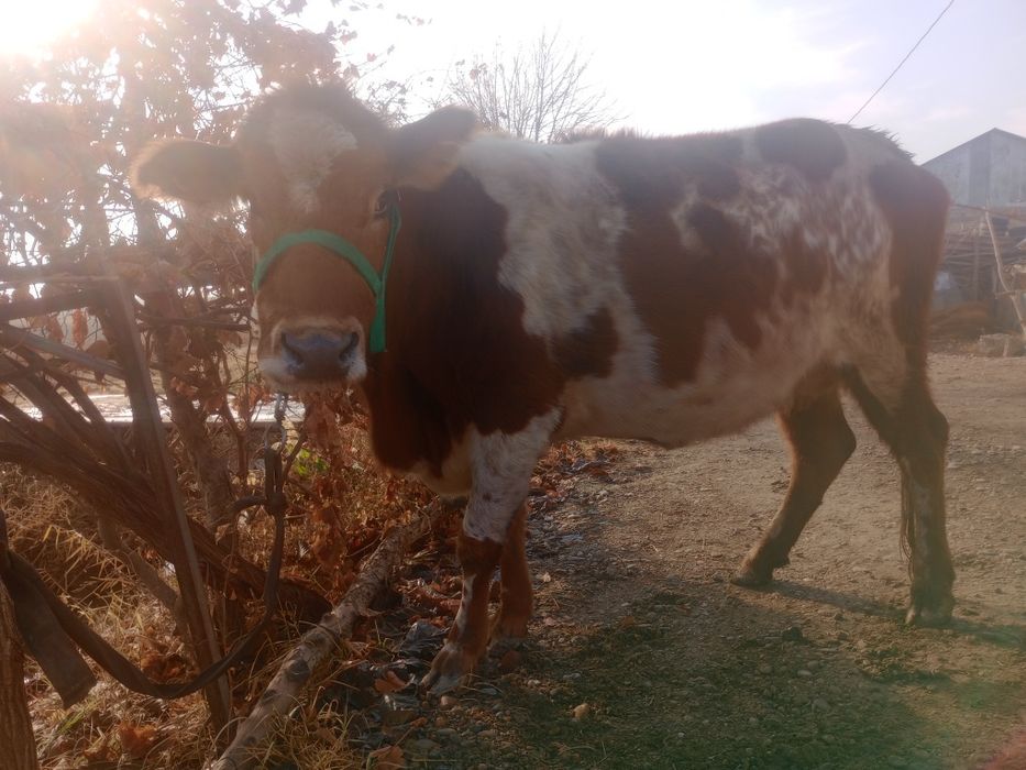 G‘unajin, 7 oylik bug‘o‘z sotiladi