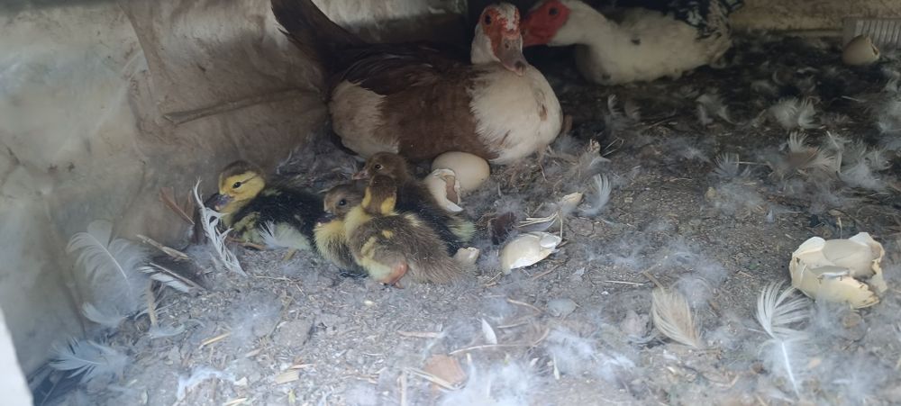 Продам пару. Утка с селезнем