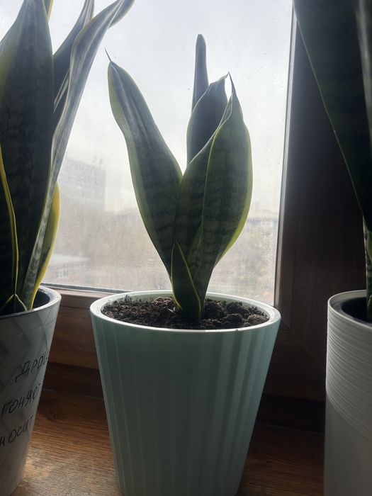 Цветы комнатные сансевиерия